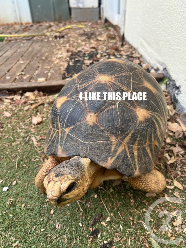 maison à vendre - 4 pièces - 90.0 m2 - ST PAUL - 974 - REUNION - Century 21 Lancastel